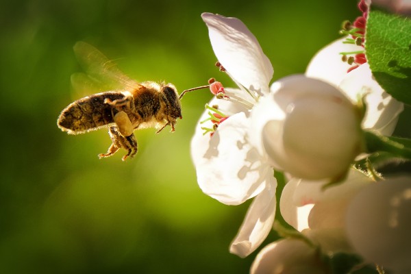 bee with a flower