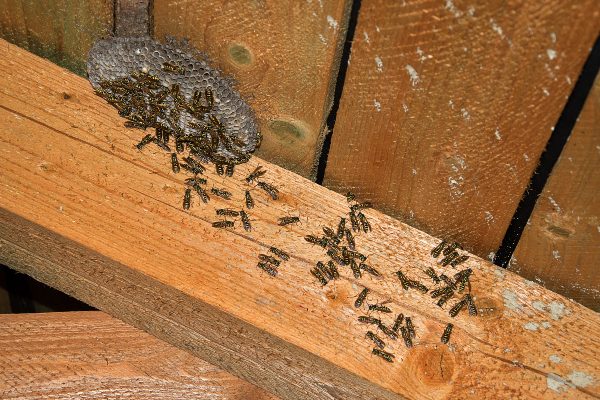 bees inside of a home