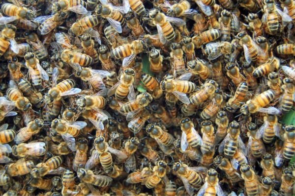 swarm of bees 