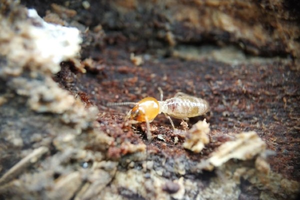 drywood termite