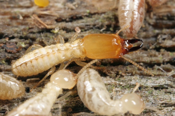 subterranean termites