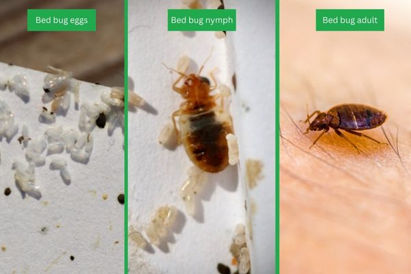 bed bug egg life cycle