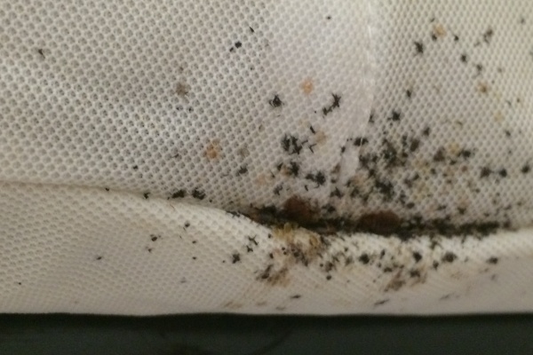bed bug fecal matter on mattress 