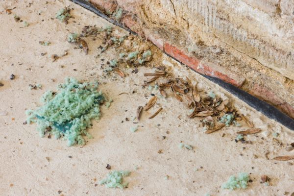 sign of possible mouse infestation - wood shavings