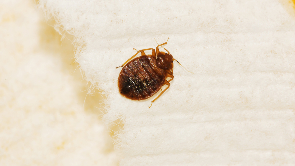 bed bug