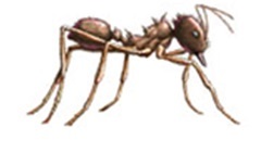 Texas leaf cutter ant illustration