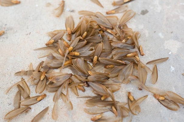 Discarded termite wings