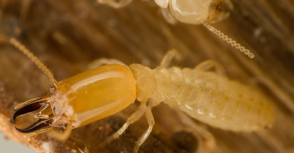  tmx_0006_Termite_2