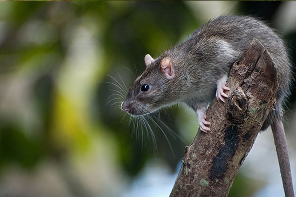 rodent on branch