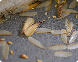 Discarded Wings