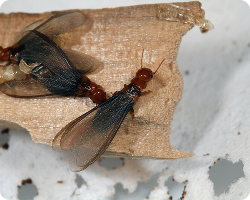 Winged bugs