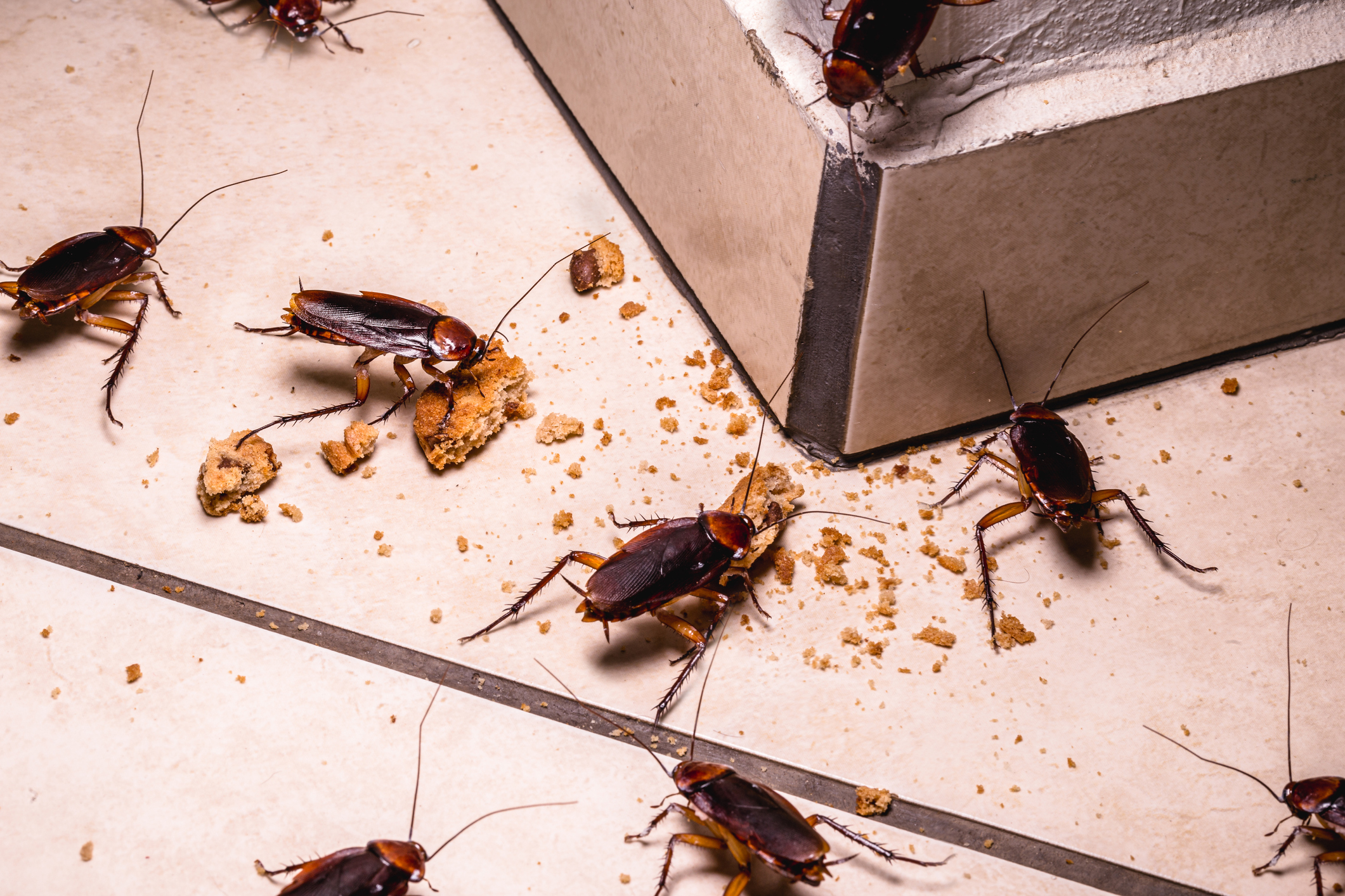 cockroaches eating crumbs