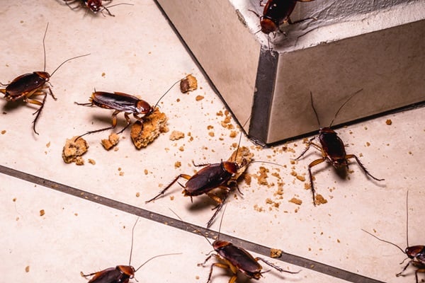 cockroaches eating crumbs