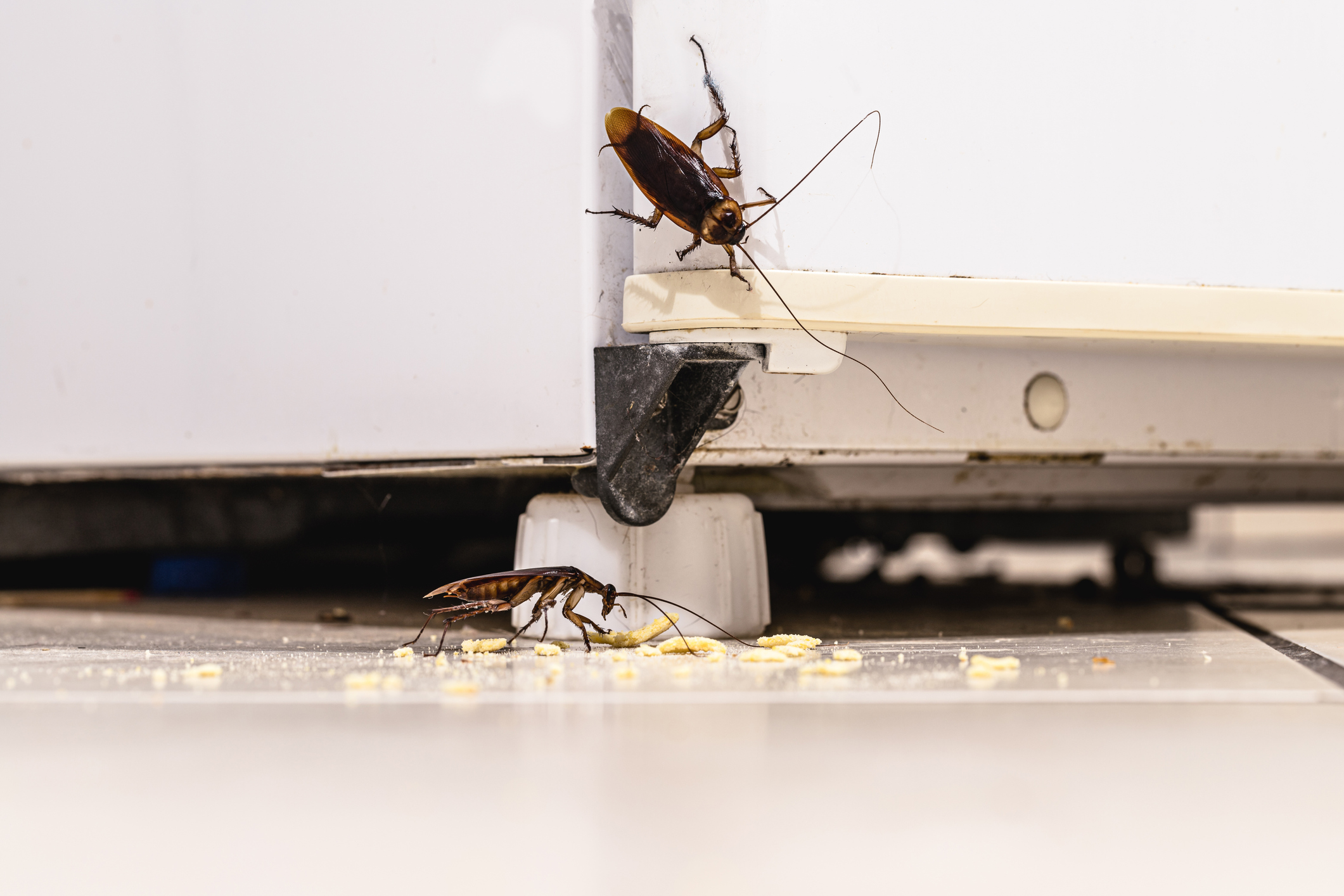 cockroach climbing down a fridge