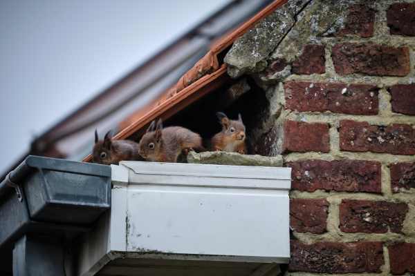 Wildlife Prevention