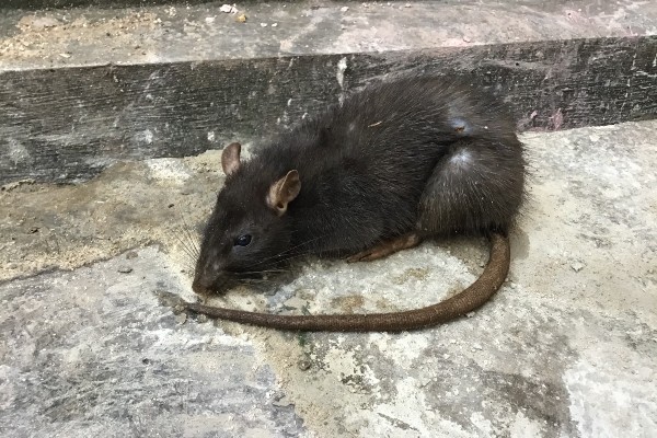 rodent on floor mattress