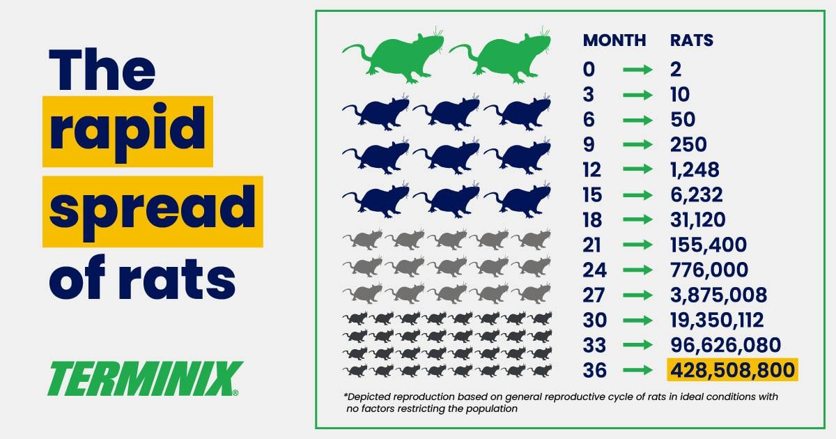 rapid spread of rats