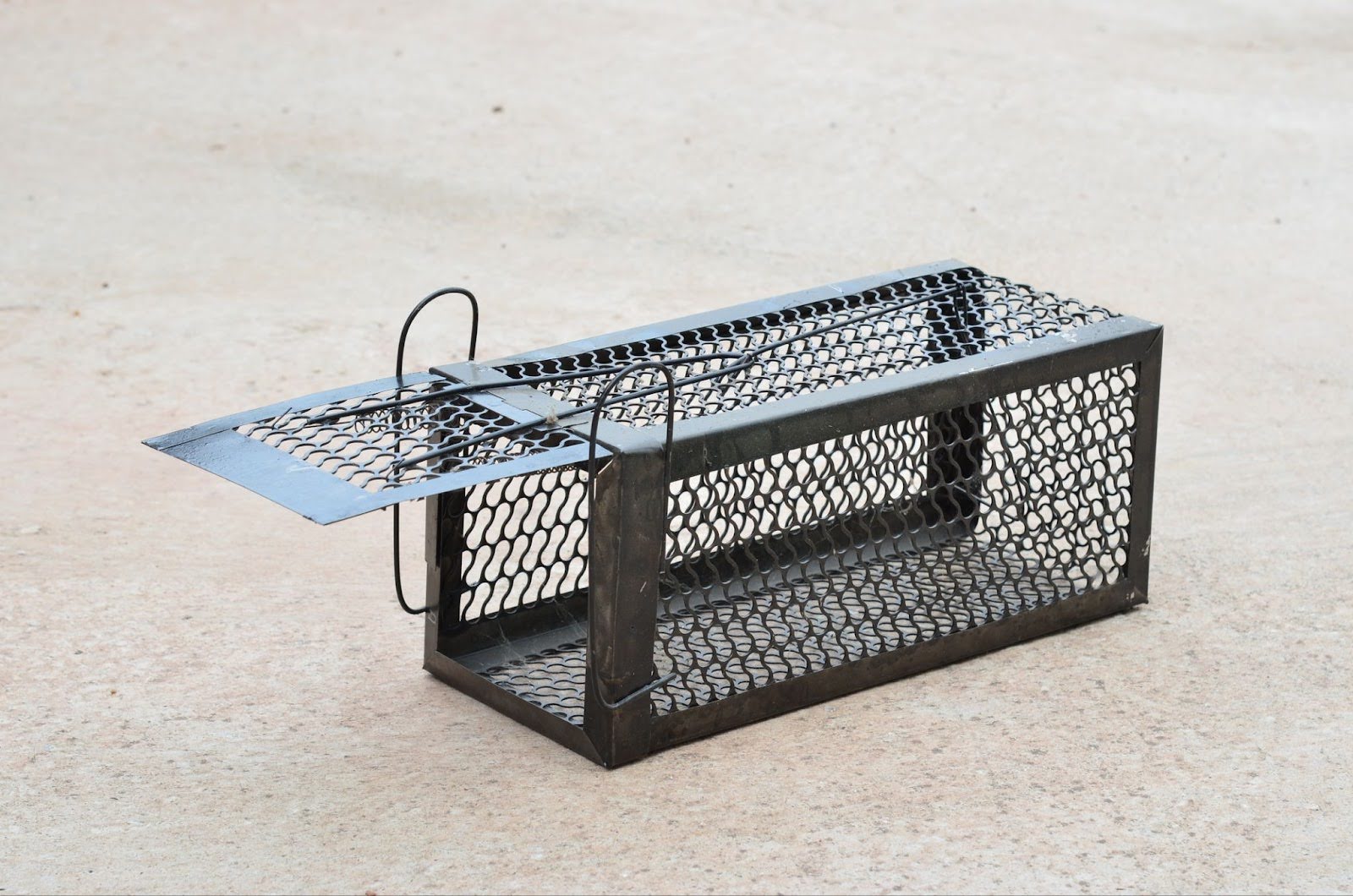 rat traps