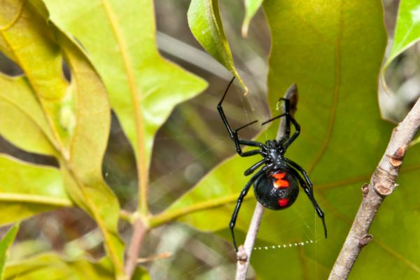 Black widow on leaves
