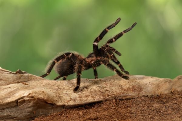 Tarantula spider