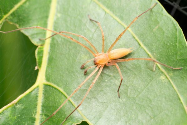 Yellow sac spider on leaf