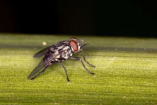 Stable flies