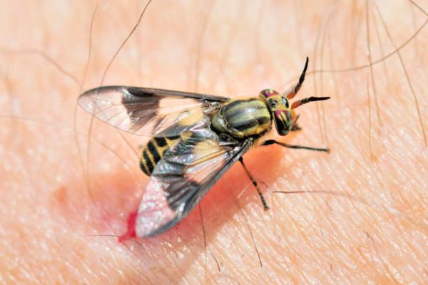 Biting midges
