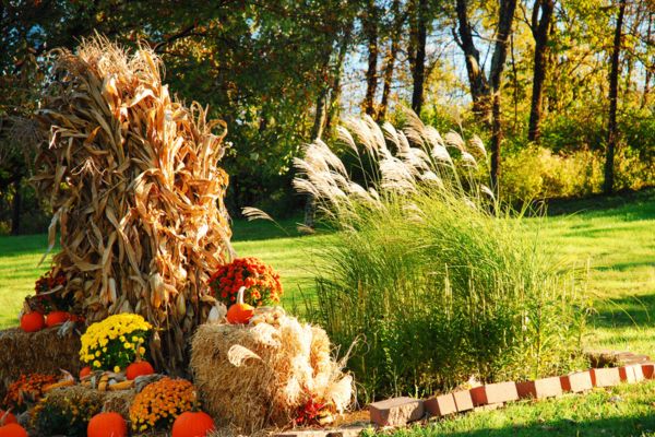 pumpkin in garden