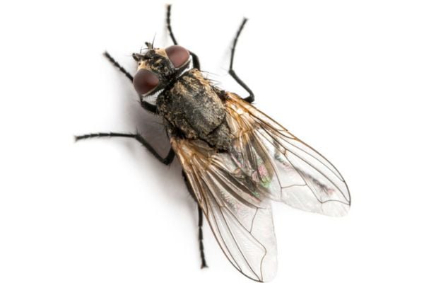 House fly