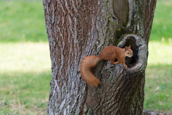 squirrel climbing tree