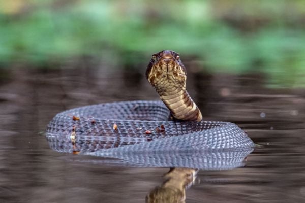 Cottonmouths (water moccasins)