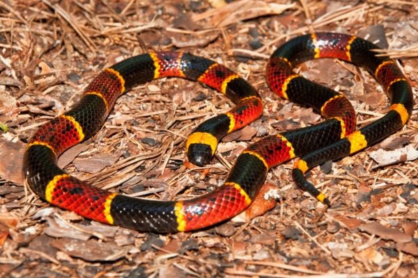 Coral snakes