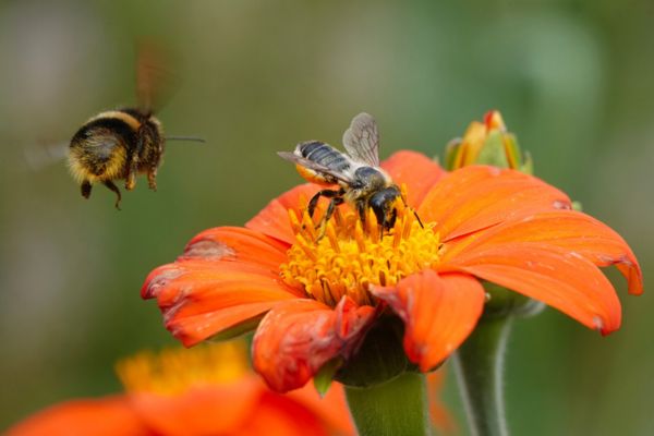 bee on a flower