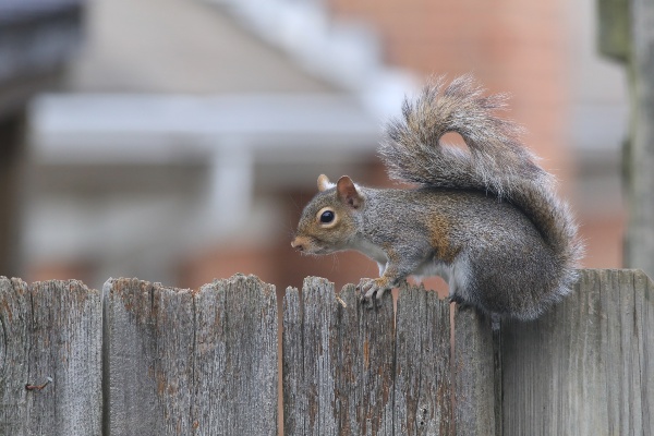 squirrel on fence