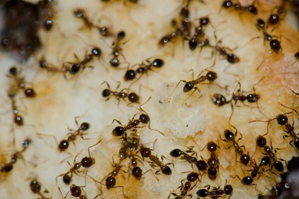 Ants eating fruit