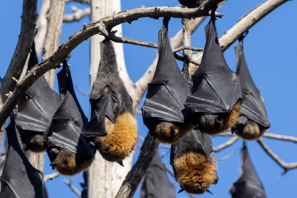 bats roosting daytime Bed Bug B-Roll - Rick Cooper