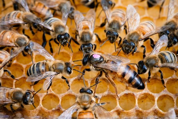 bees on honeycomb