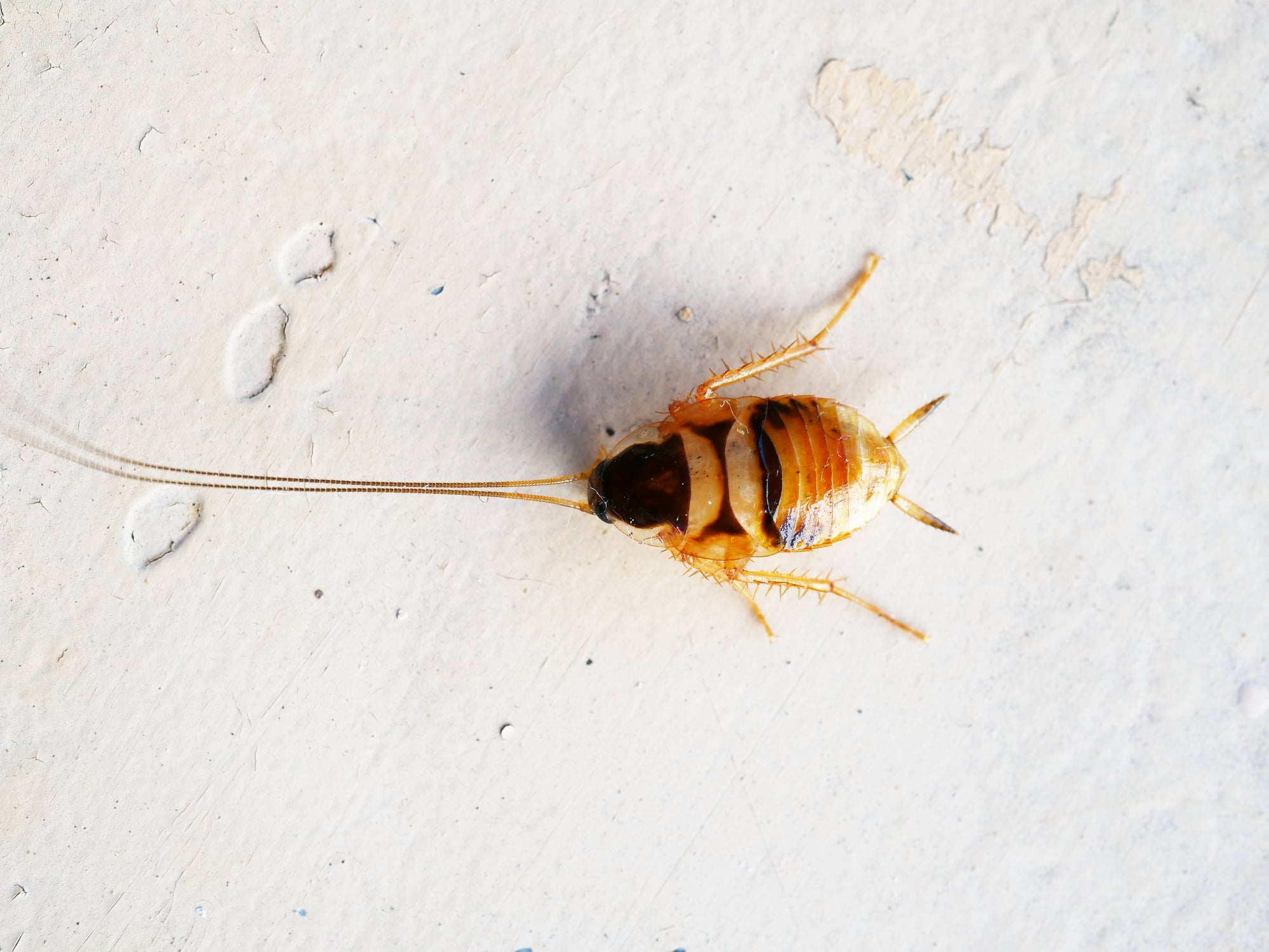 brown banded cockroach