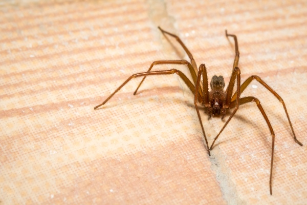 brown recluse spider