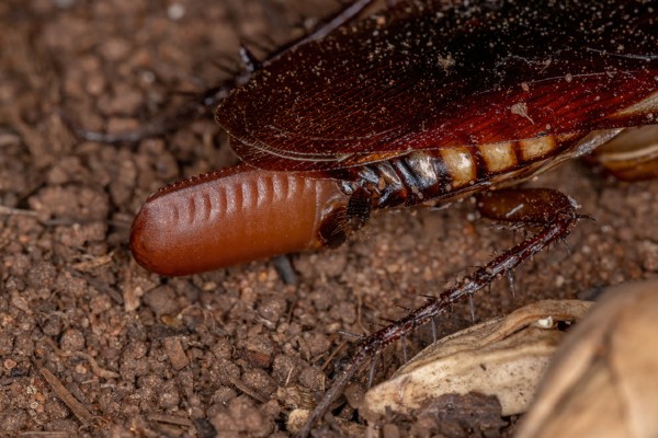 cockroach egg casing