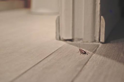cockroach roaming