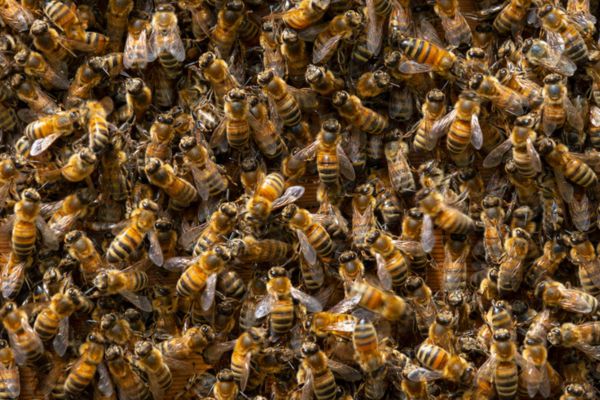honey bee colony