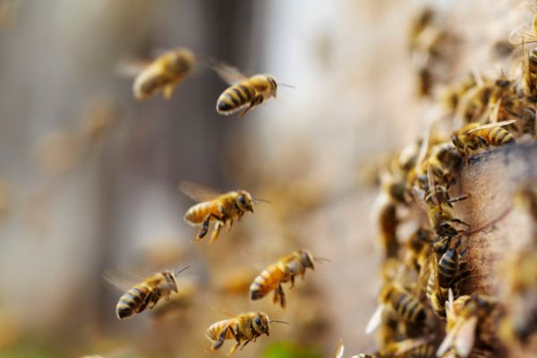 honey bee flying to colony
