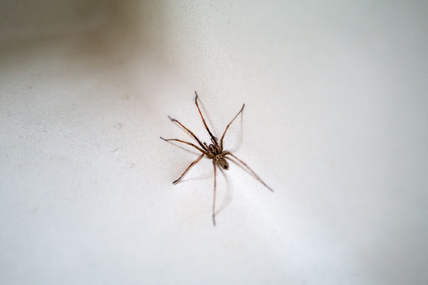 house spider
