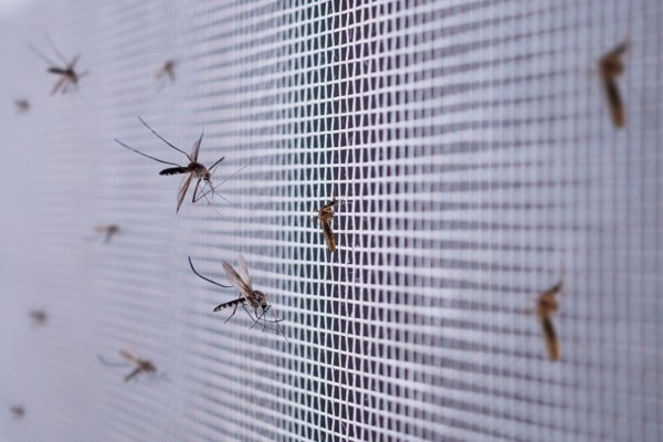 mosquitoes on a screen