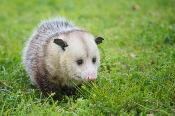 opossum in yard