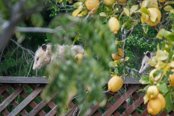 opossums by lemon trees