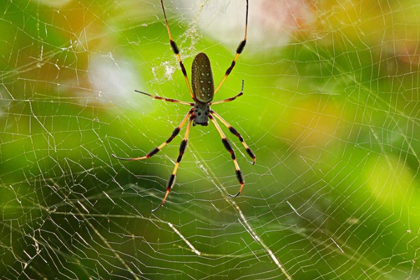 orb weaver spider