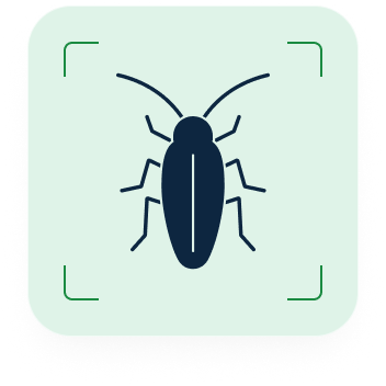 cockroach in frame