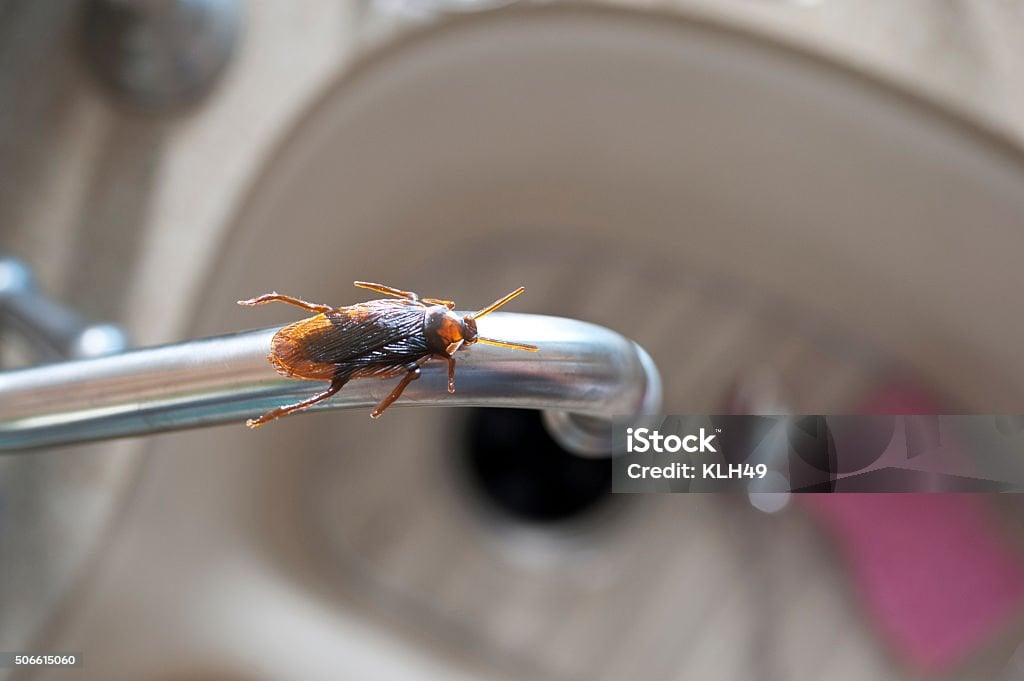 cockroach on faucet